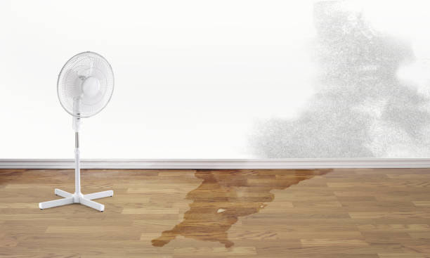 Best Carpet water damage restoration  in Minco, OK