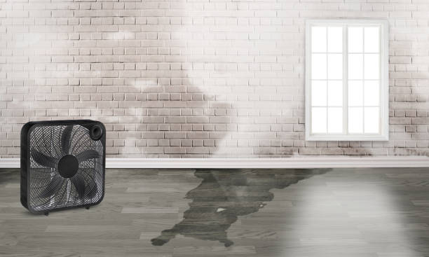 Best Carpet water damage restoration  in Minco, OK